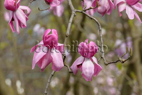 558146 - Magnolier de Campbells (Magnolia campbellii 'Darjeeling')