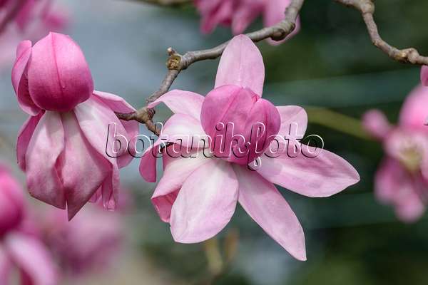 558147 - Magnolier de Campbells (Magnolia campbellii 'Darjeeling')