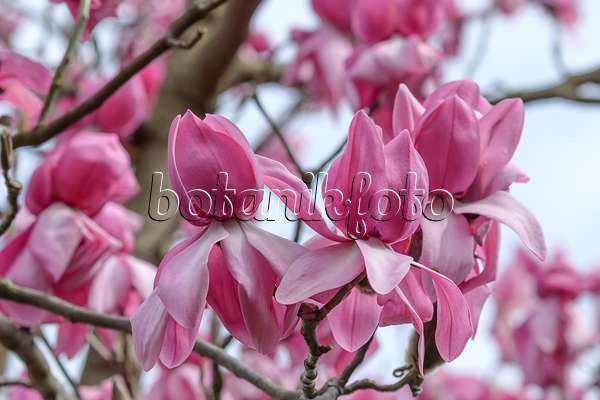 558148 - Magnolier de Campbells (Magnolia campbellii 'Darjeeling')