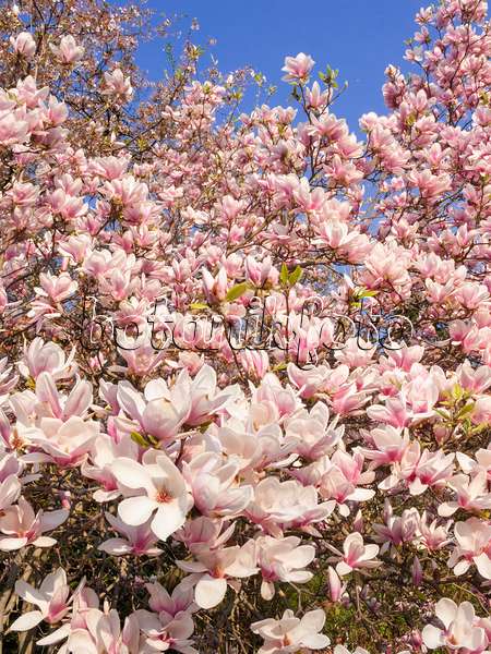 400134 - Magnolier de Chine (Magnolia x soulangiana)