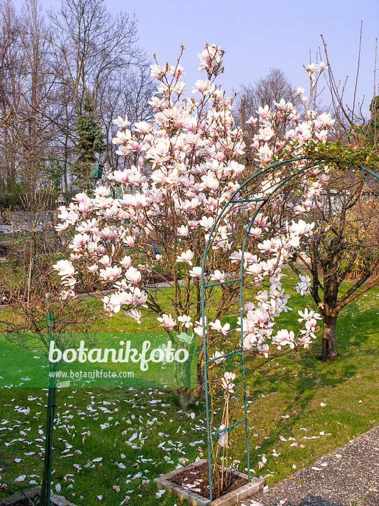 447086 - Magnolier de Chine (Magnolia x soulangiana)