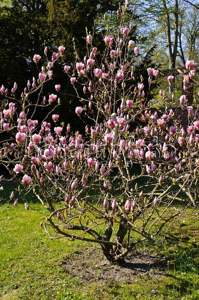 483185 - Magnolier de Chine (Magnolia x soulangiana)