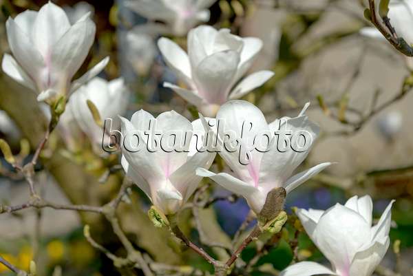 558156 - Magnolier de Chine (Magnolia x soulangiana 'Amabilis')