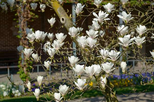 558157 - Magnolier de Chine (Magnolia x soulangiana 'Amabilis')