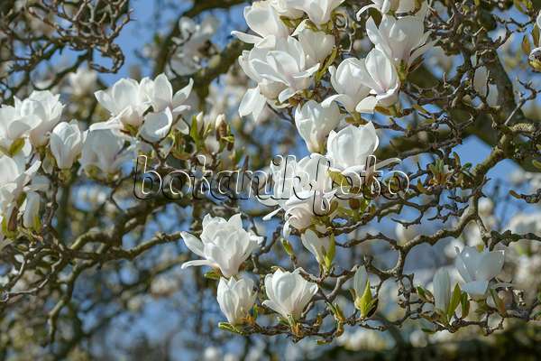 558158 - Magnolier de Chine (Magnolia x soulangiana 'Amabilis')