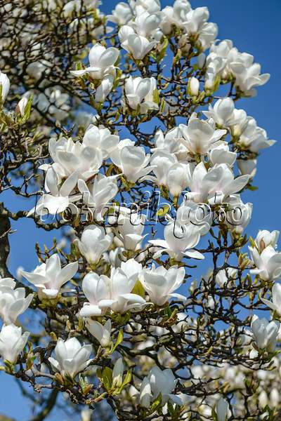 593134 - Magnolier de Chine (Magnolia x soulangiana 'Amabilis')