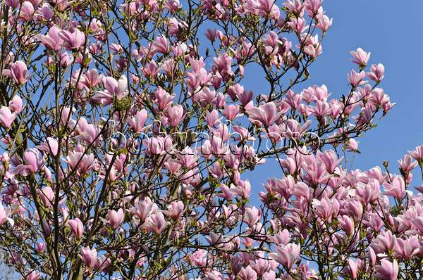 495190 - Magnolier de Chine (Magnolia x soulangiana 'Heaven Scent')