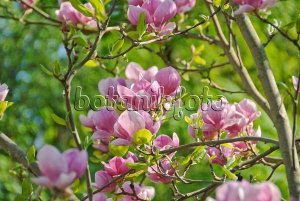 502261 - Magnolier de Chine (Magnolia x soulangiana 'Lennei')