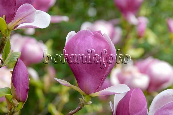 593136 - Magnolier de Chine (Magnolia x soulangiana 'Lennei')
