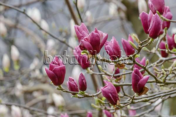 558159 - Magnolier de Chine (Magnolia x soulangiana 'Pickard's Garnet')