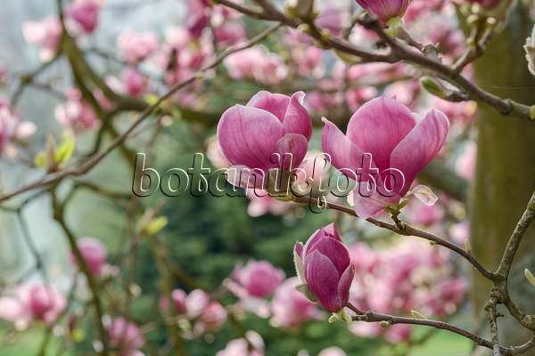 558160 - Magnolier de Chine (Magnolia x soulangiana 'Rustica Rubra')