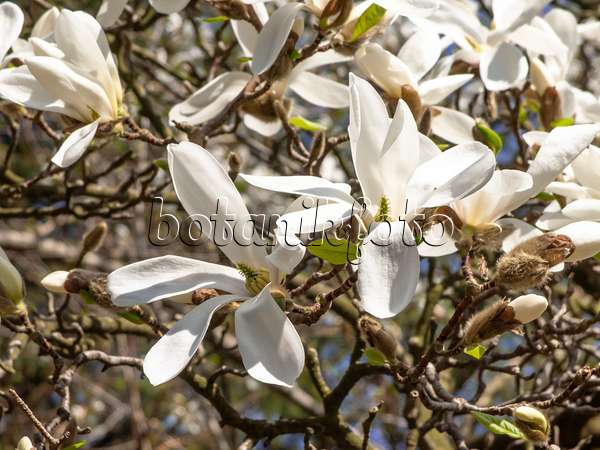 436240 - Magnolier de Kobé (Magnolia kobus)