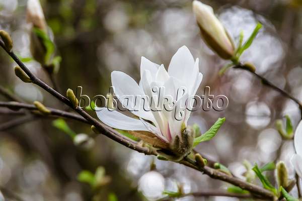 593130 - Magnolier de Kobé (Magnolia kobus)