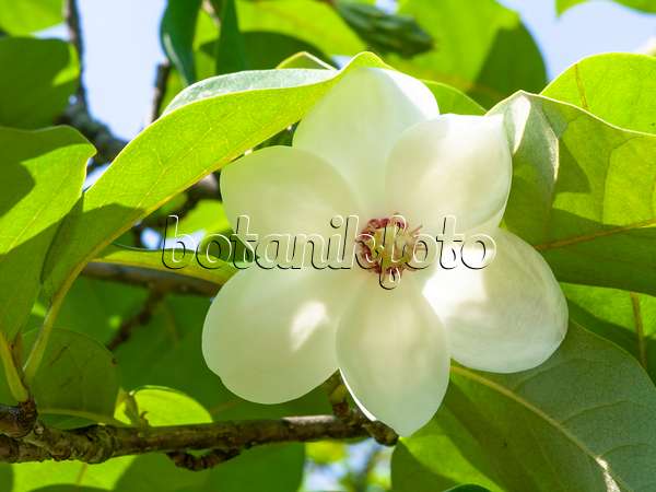 439108 - Magnolier de Siebold (Magnolia sieboldii)