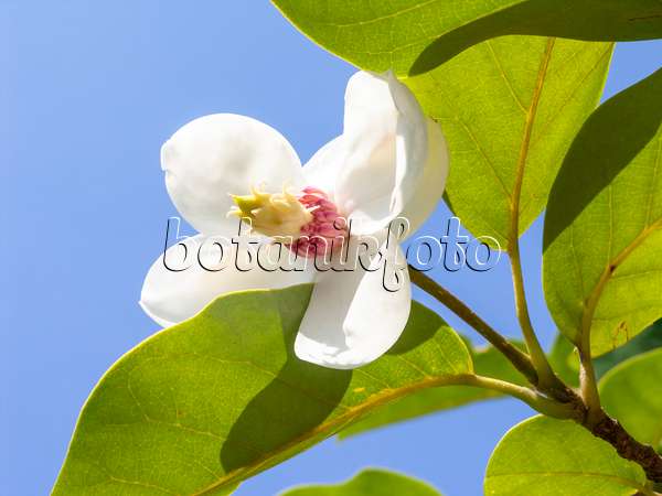 439109 - Magnolier de Siebold (Magnolia sieboldii)