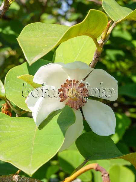 439111 - Magnolier de Siebold (Magnolia sieboldii)