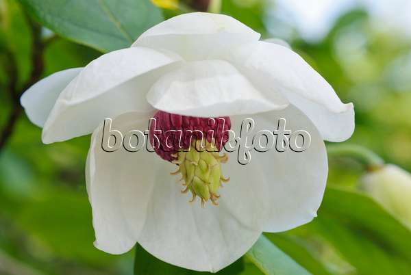 488161 - Magnolier de Siebold (Magnolia sieboldii)
