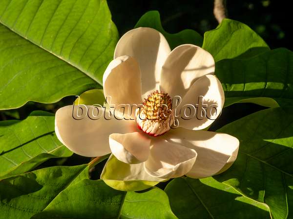 438225 - Magnolier du Japon (Magnolia hypoleuca)
