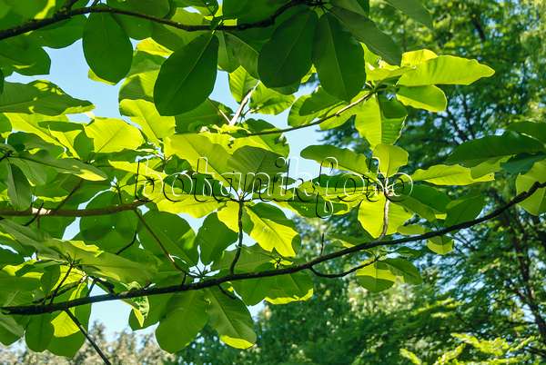517197 - Magnolier du Japon (Magnolia hypoleuca)