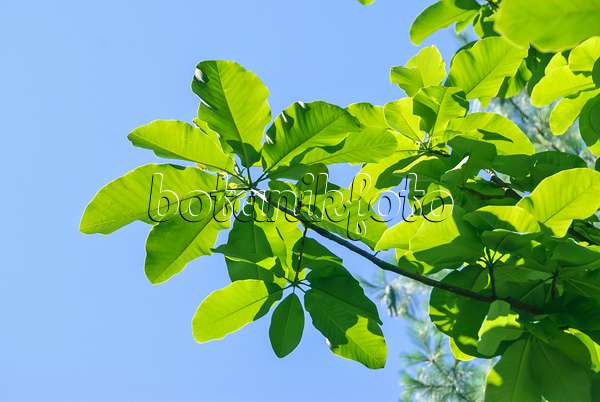 517198 - Magnolier du Japon (Magnolia hypoleuca)