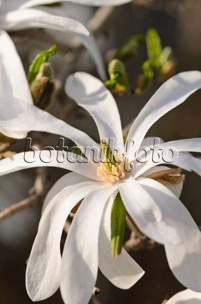 519138 - Magnolier étoilé (Magnolia stellata)