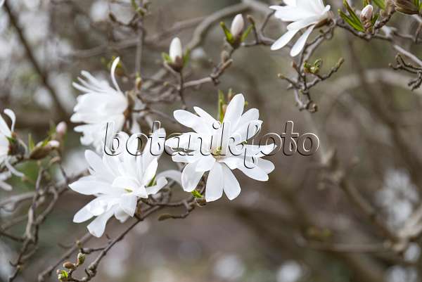 625260 - Magnolier étoilé (Magnolia stellata)