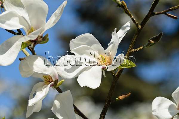 495184 - Magnolier étoilé (Magnolia stellata 'Rosea')