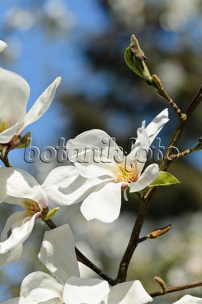 495185 - Magnolier étoilé (Magnolia stellata 'Rosea')