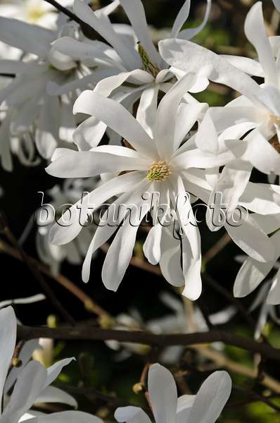 495191 - Magnolier étoilé (Magnolia stellata 'Royal Star')