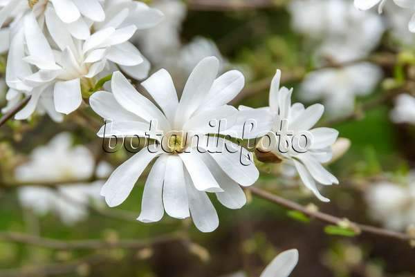 625257 - Magnolier étoilé (Magnolia stellata 'Royal Star')