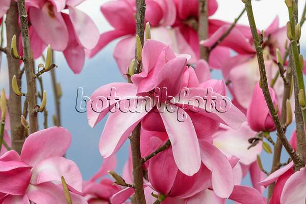 558136 - Magnolier (Magnolia Aurora)