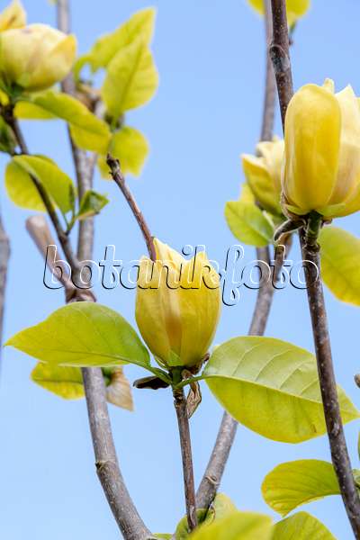 593133 - Magnolier (Magnolia x brooklynensis 'Yellow Bird')