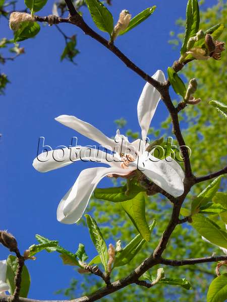 400144 - Magnolier (Magnolia x loebneri)