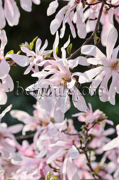 519134 - Magnolier (Magnolia x loebneri 'Leonard Messel')
