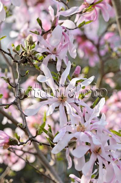 519135 - Magnolier (Magnolia x loebneri 'Leonard Messel')