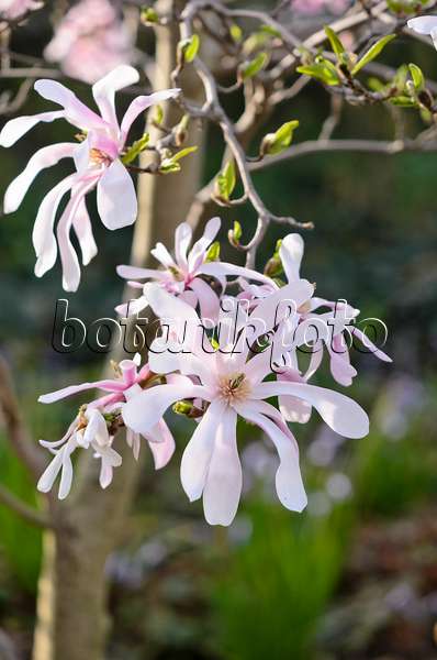 519136 - Magnolier (Magnolia x loebneri 'Leonard Messel')