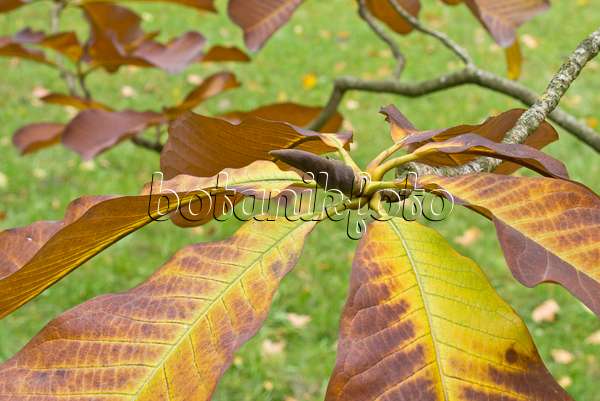 562013 - Magnolier (Magnolia officinalis var. biloba)