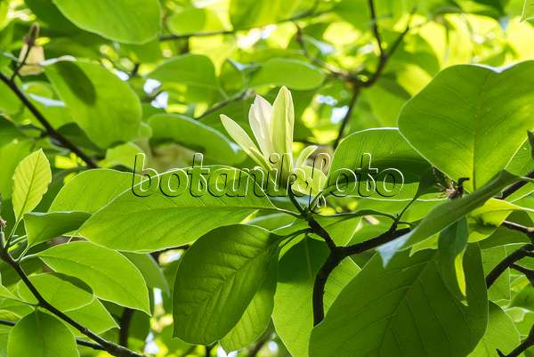 638159 - Magnolier (Magnolia Solar Flair)