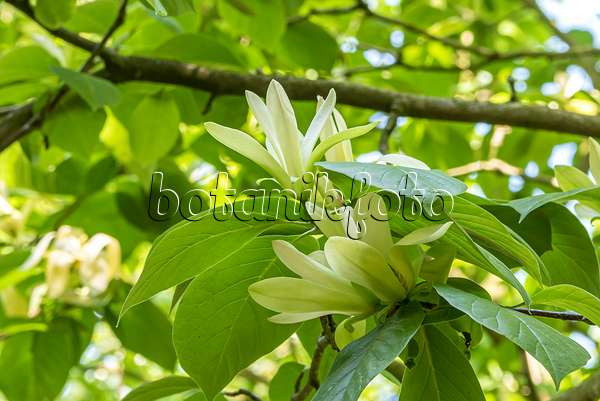638160 - Magnolier (Magnolia Solar Flair)