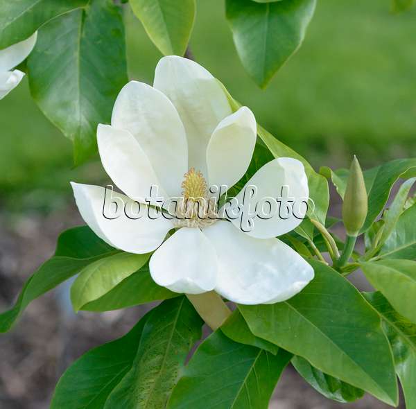 558163 - Magnolier (Magnolia x thompsoniana)