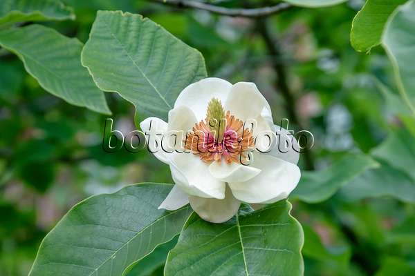 593137 - Magnolier (Magnolia x wiesneri)