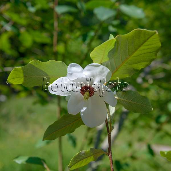 547174 - Magnolier (Magnolia wilsonii)