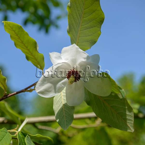 547175 - Magnolier (Magnolia wilsonii)