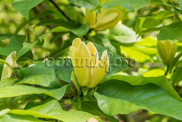 625256 - Magnolier (Magnolia Yellow Lantern)