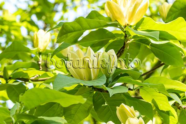 638161 - Magnolier (Magnolia Yellow Lantern)