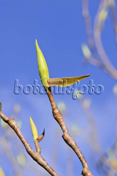 519137 - Magnolier parasol (Magnolia tripetala)
