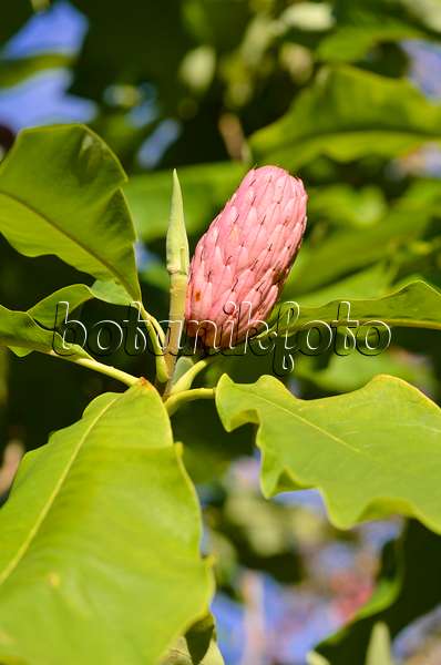 524150 - Magnolier parasol (Magnolia tripetala)