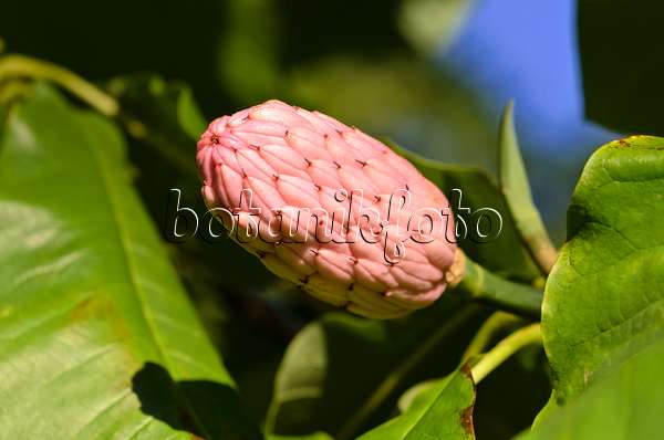 524151 - Magnolier parasol (Magnolia tripetala)