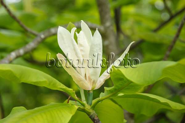 535292 - Magnolier parasol (Magnolia tripetala)