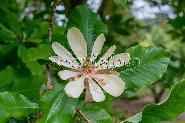 593131 - Magnolier parasol (Magnolia tripetala)